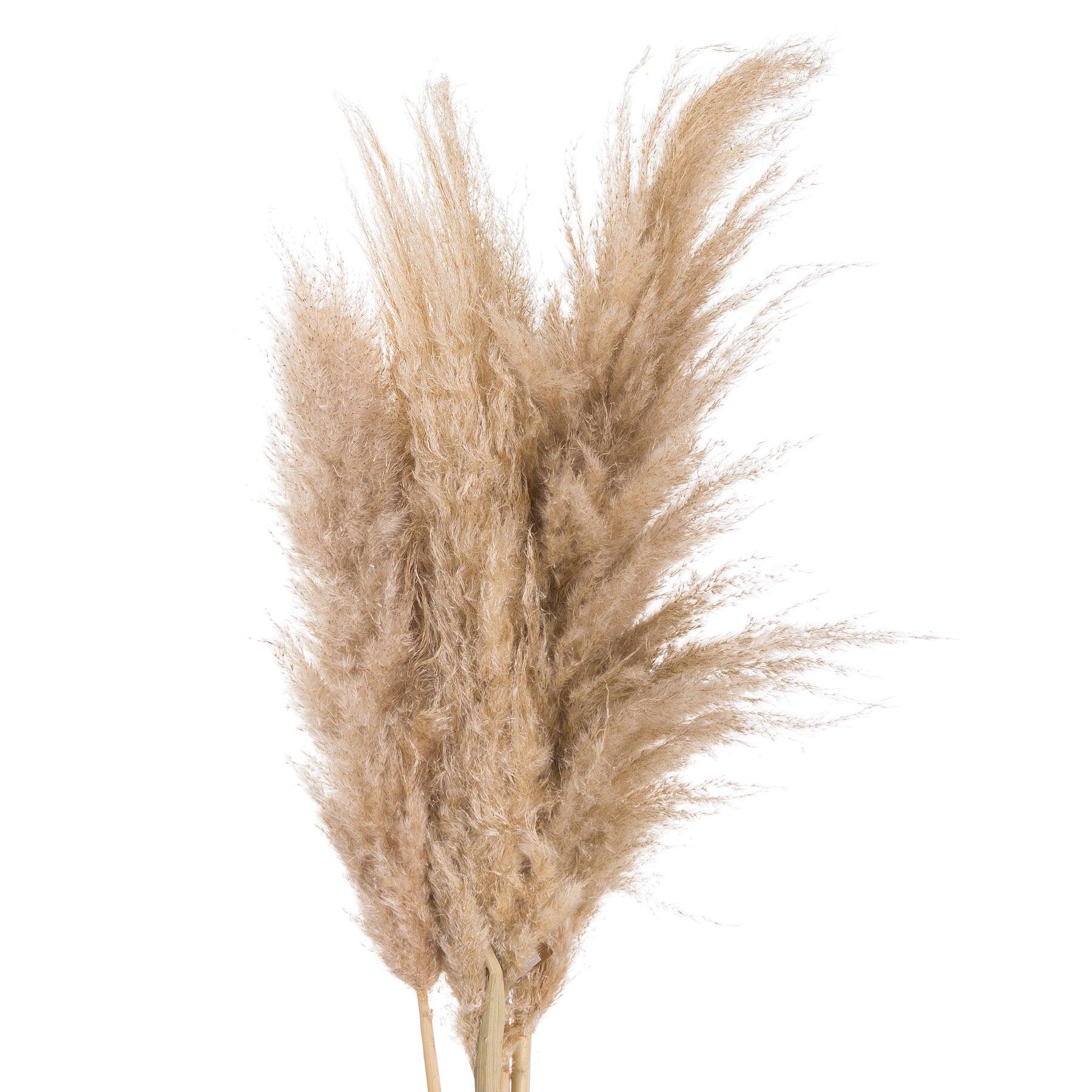 Butter Pampas Grass - £22.95 - Artificial Flowers 