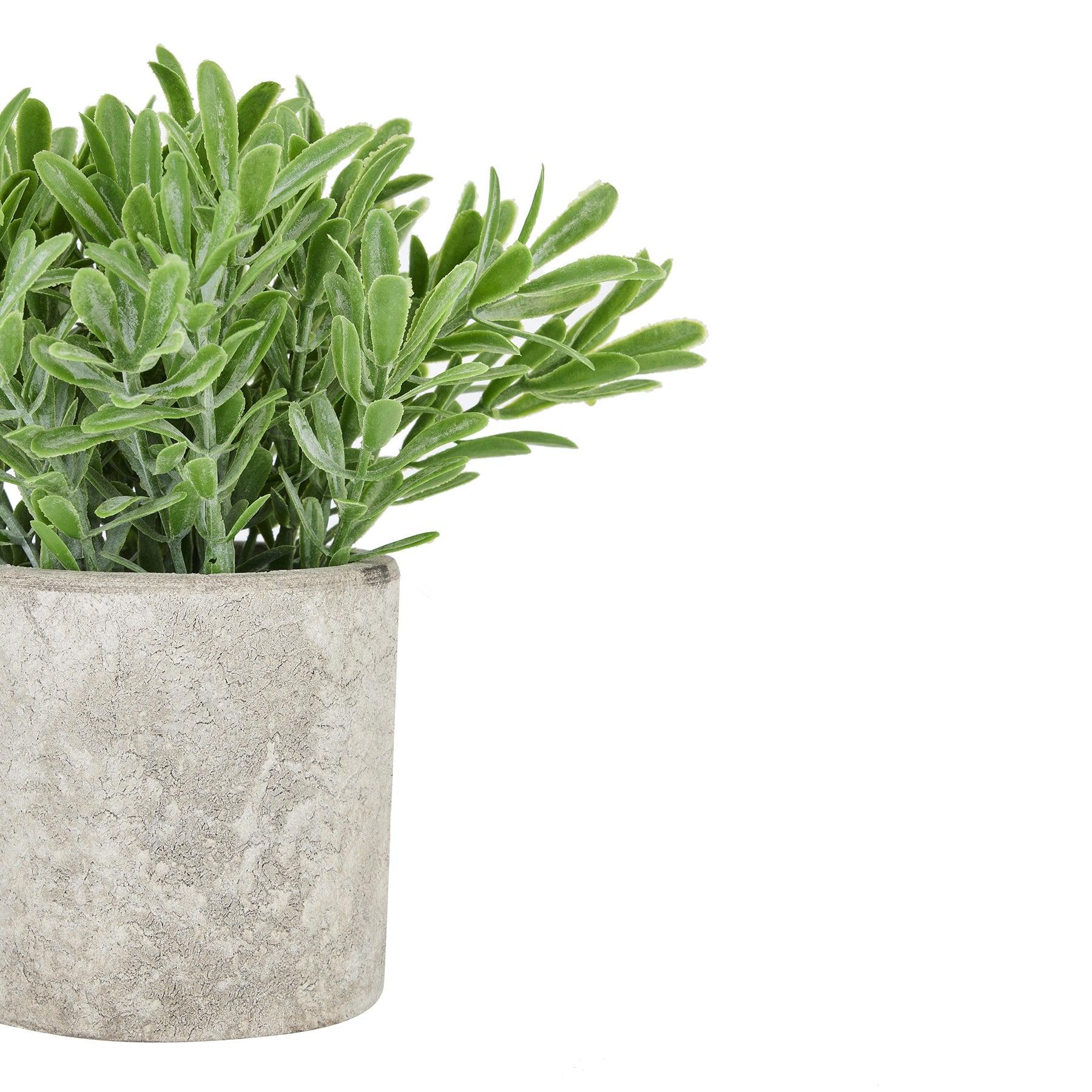 Buxus Plant In Stone Effect Pot-Gifts & Accessories > All Artificial Potted Plants > Ornaments