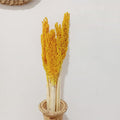 Cantal Grass Bunch - Amber-