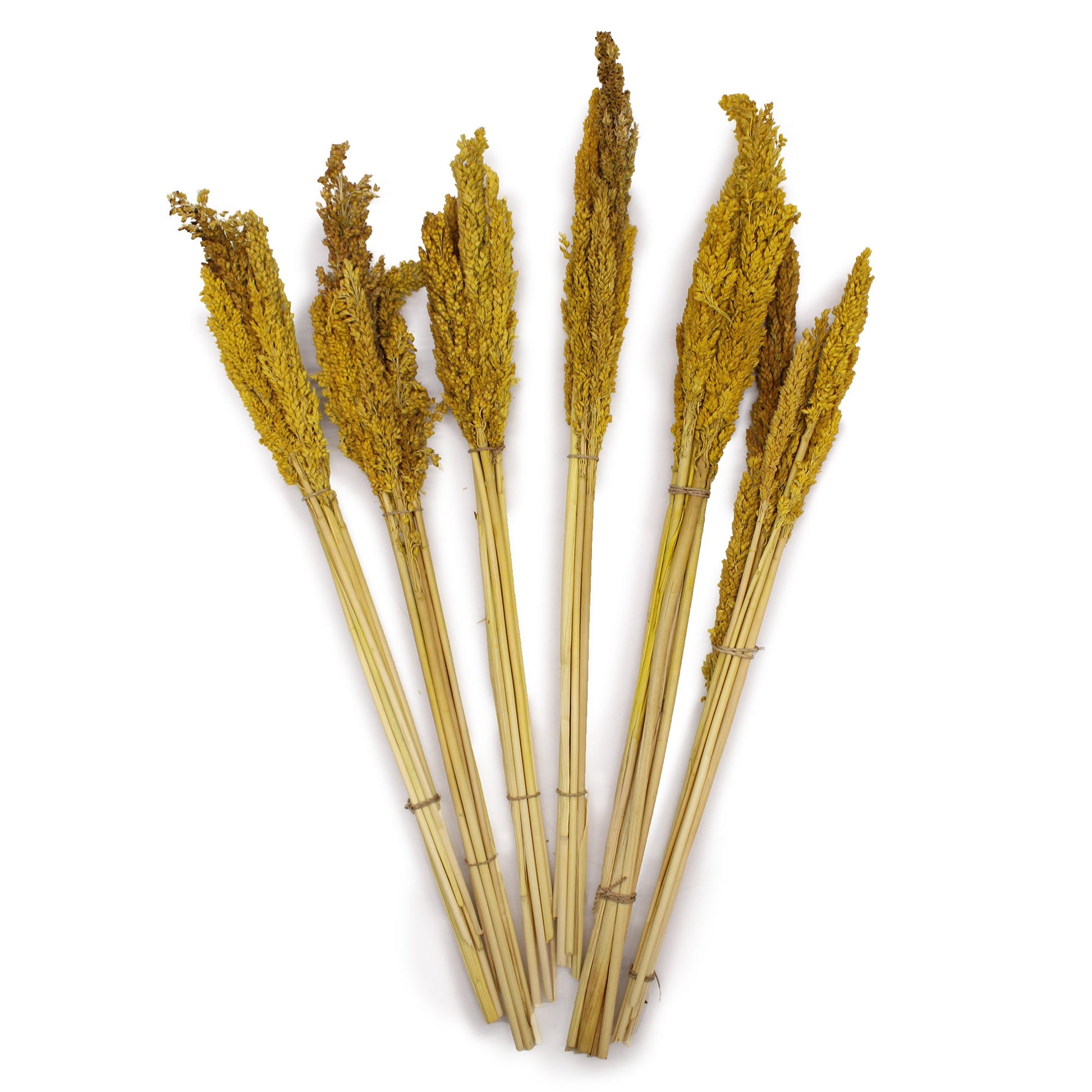 Cantal Grass Bunch - Amber-