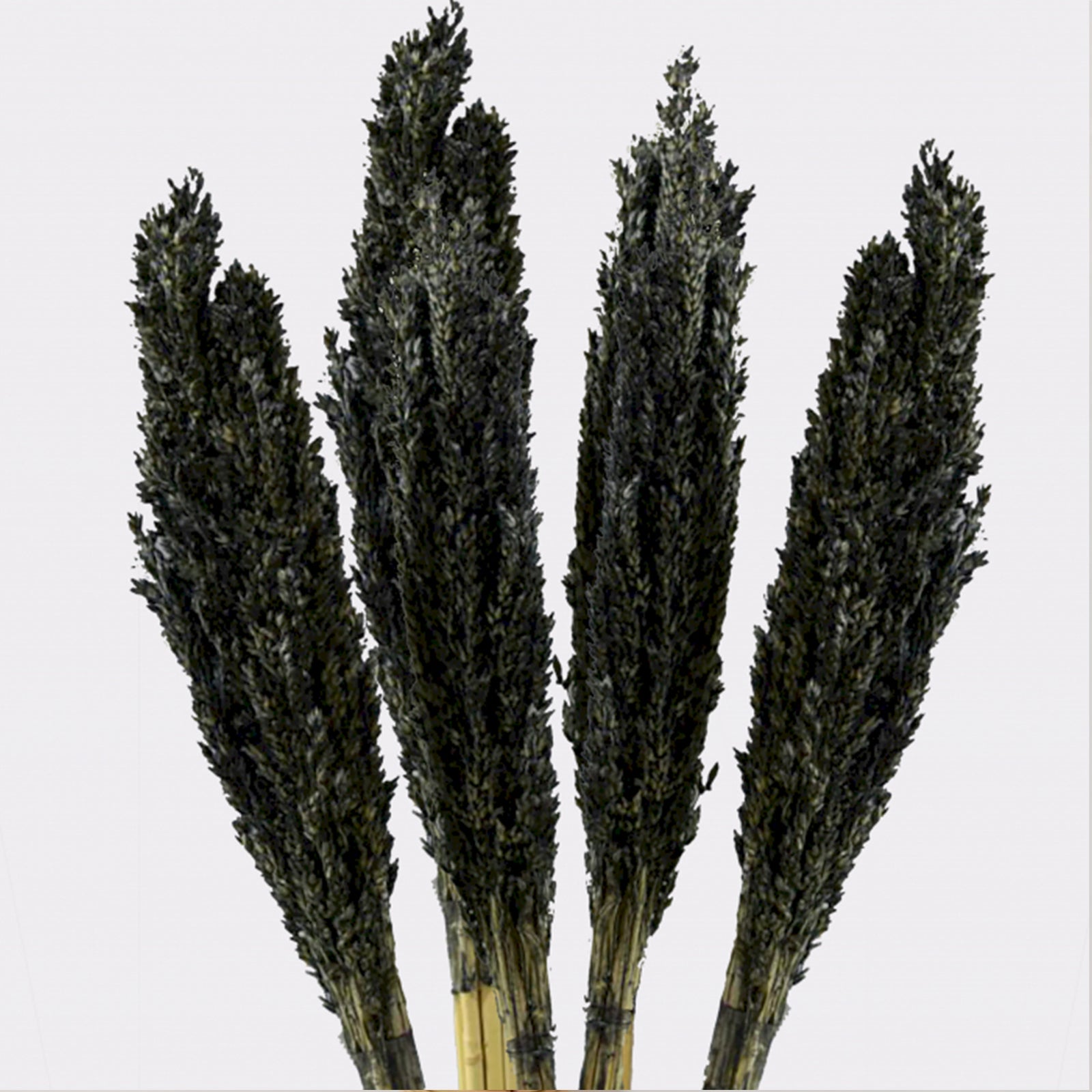 Cantal Grass Bunch - Black-