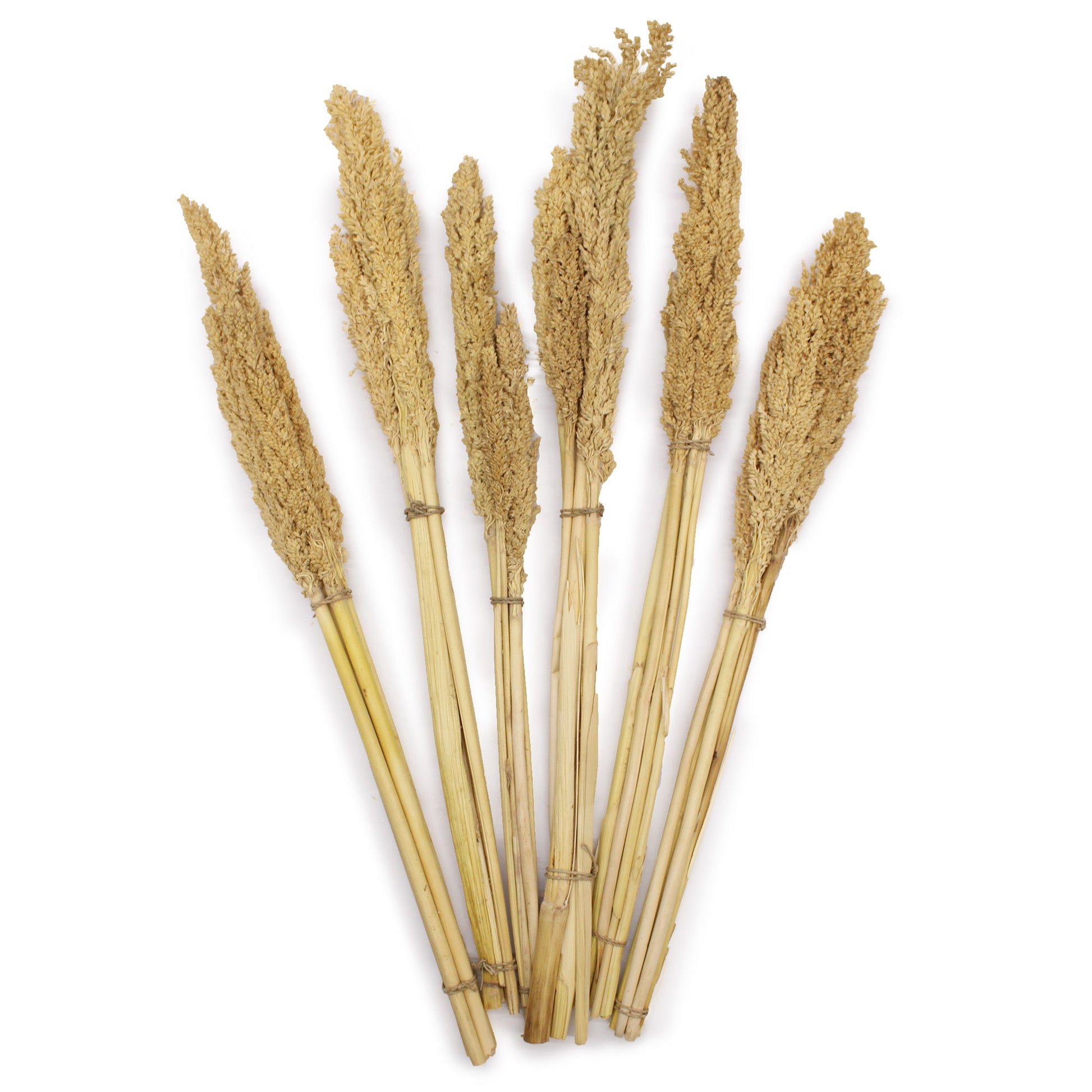 Cantal Grass Bunch - Natural-