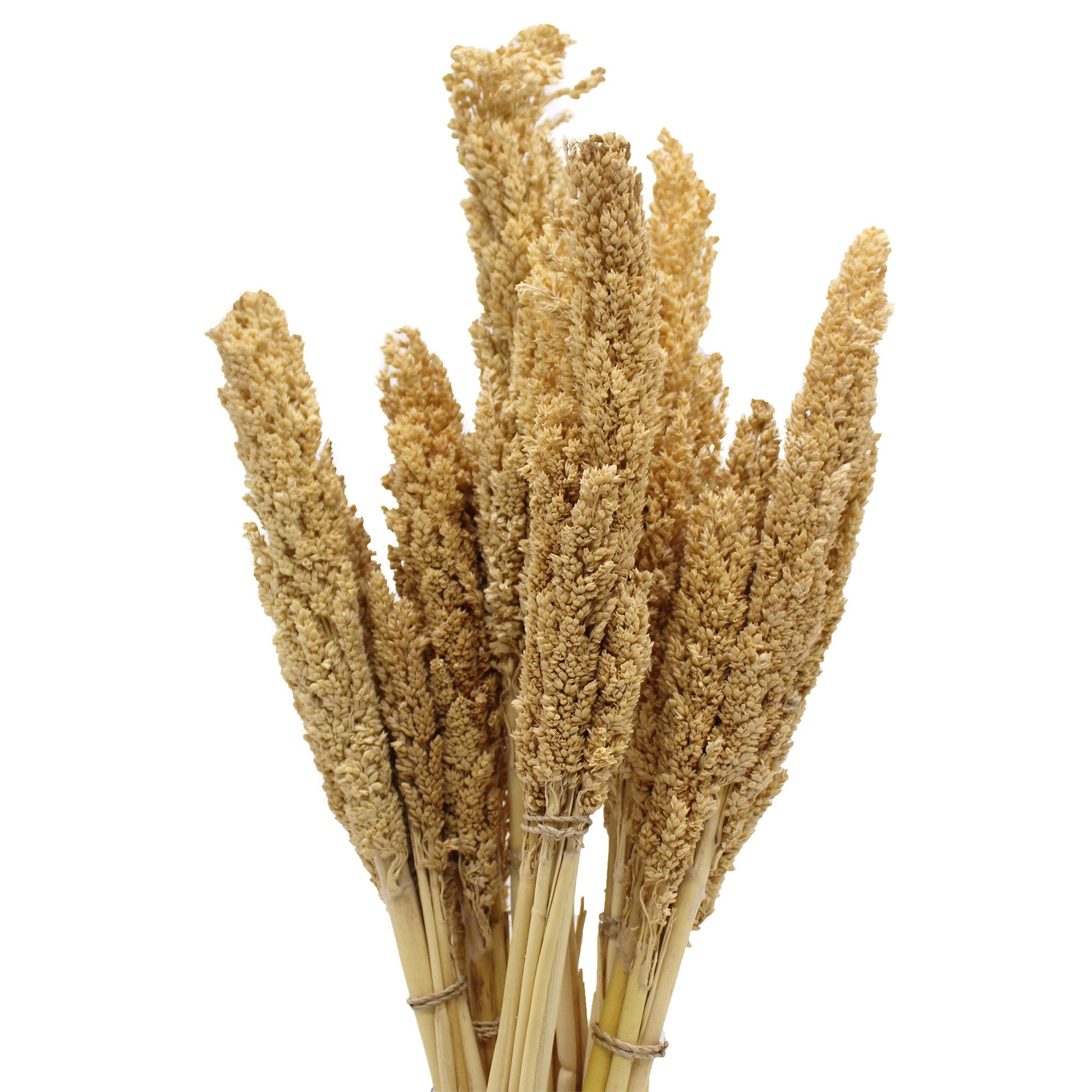 Cantal Grass Bunch - Natural - £36.0 - 