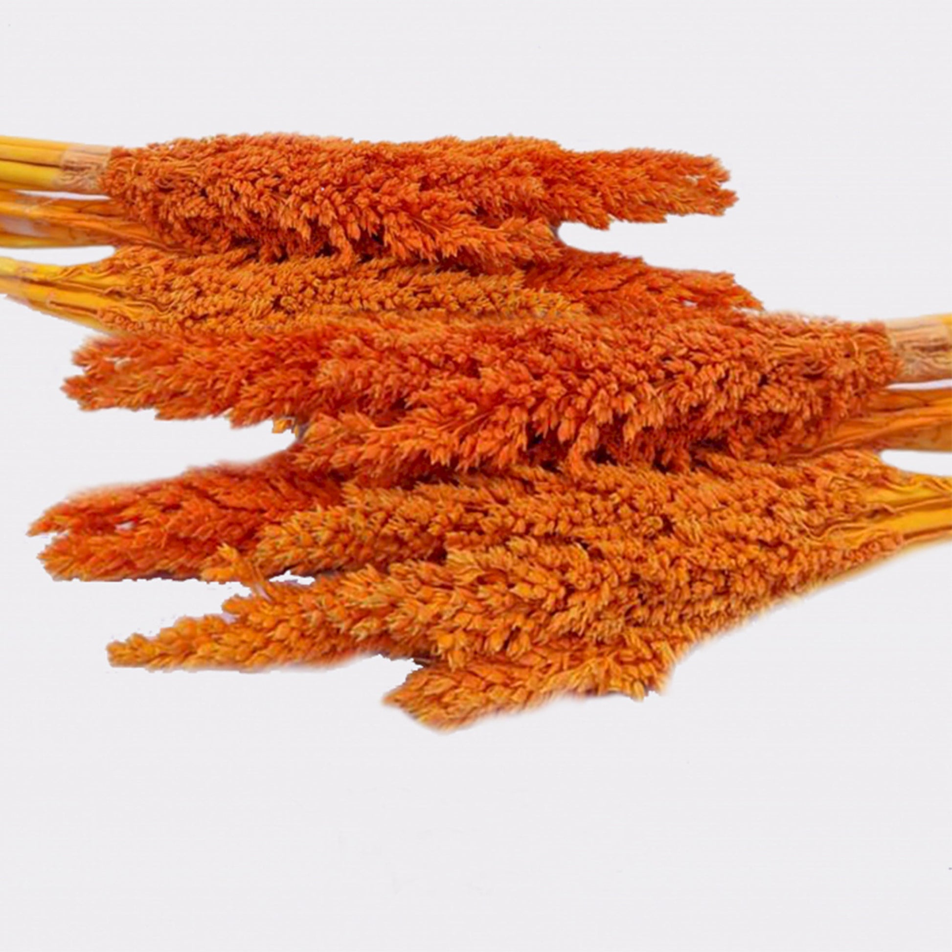 Cantal Grass Bunch - Orange-