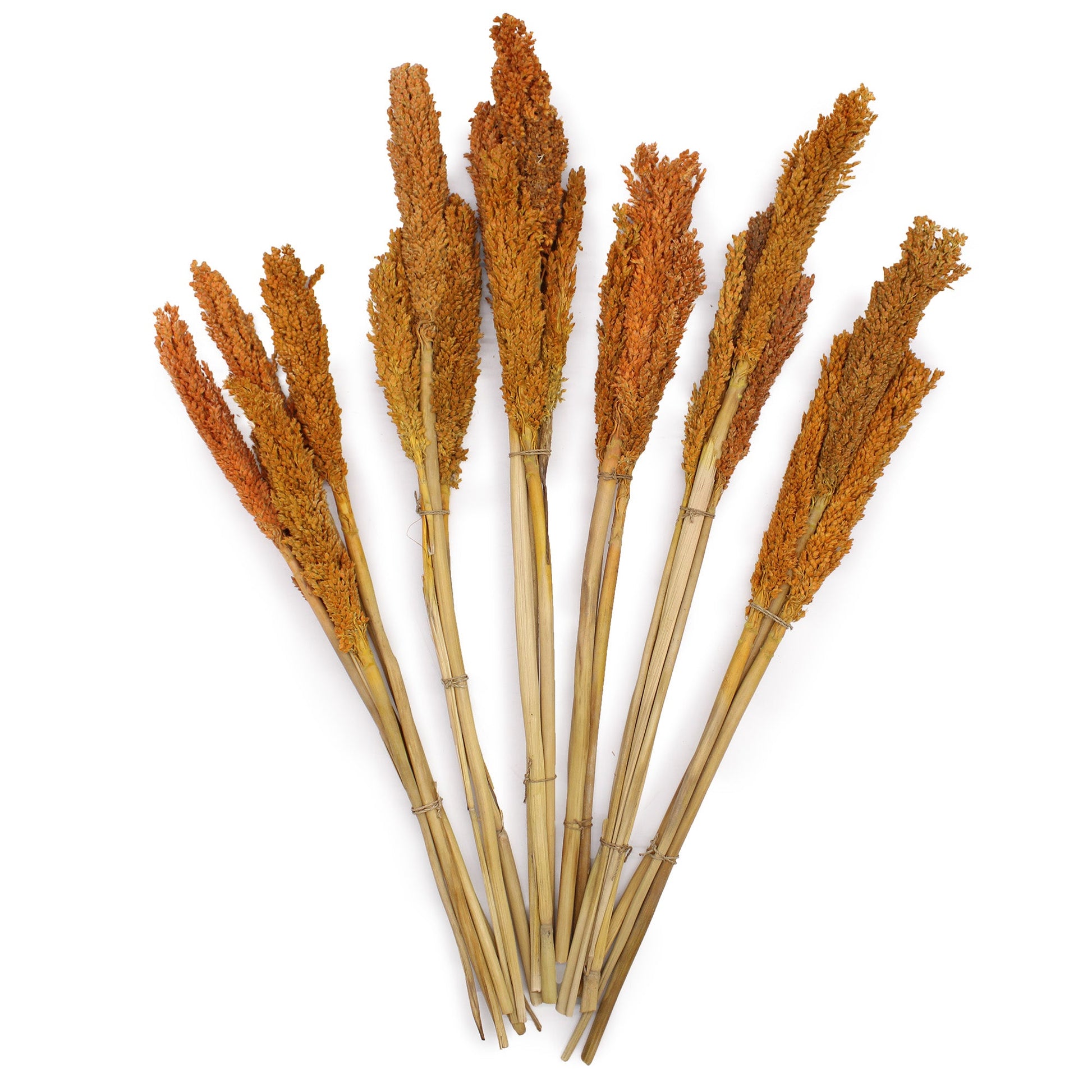 Cantal Grass Bunch - Orange-