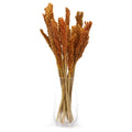 Cantal Grass Bunch - Orange-