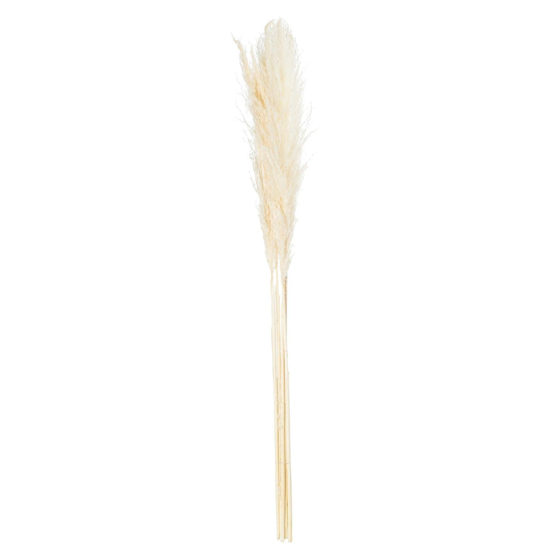 Cream Pampas Grass Stem - £24.95 - Artificial Flowers 