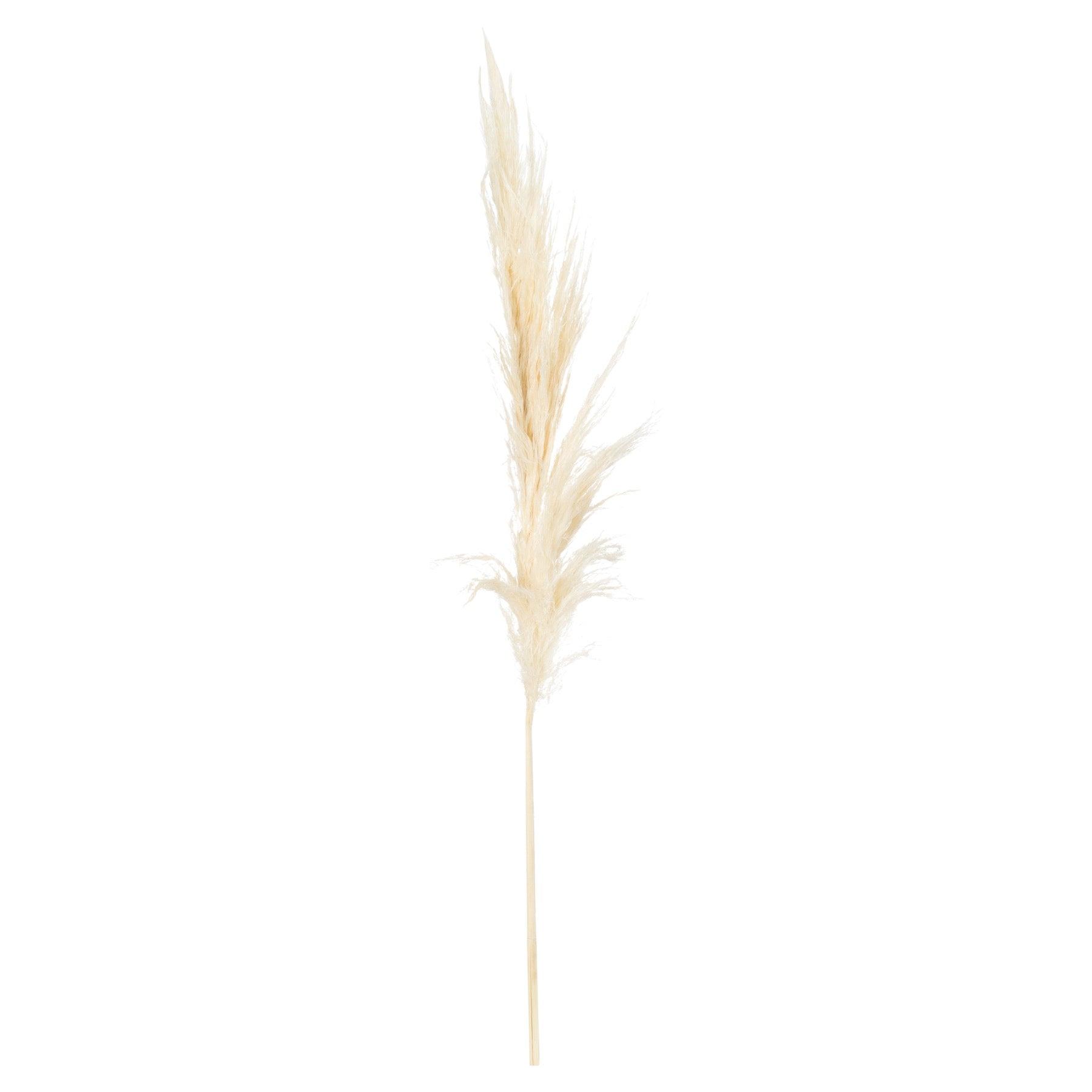 Cream Pampas Grass Stem-Artificial Flowers