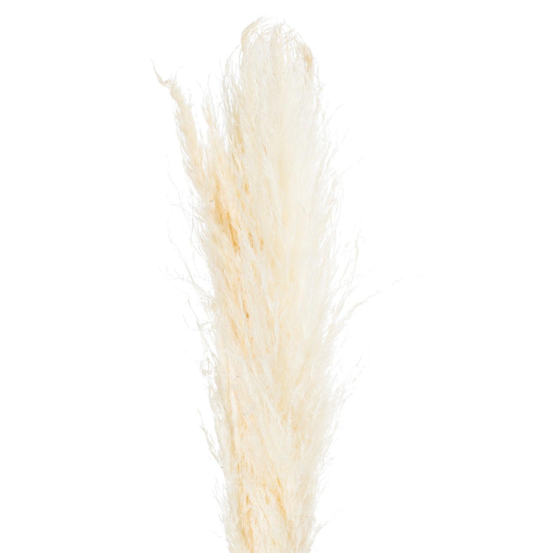 Cream Pampas Grass Stem-Artificial Flowers