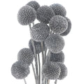 Dried Grey Billy Ball Bunch Of 20 - £32.95 - Artificial Flowers 