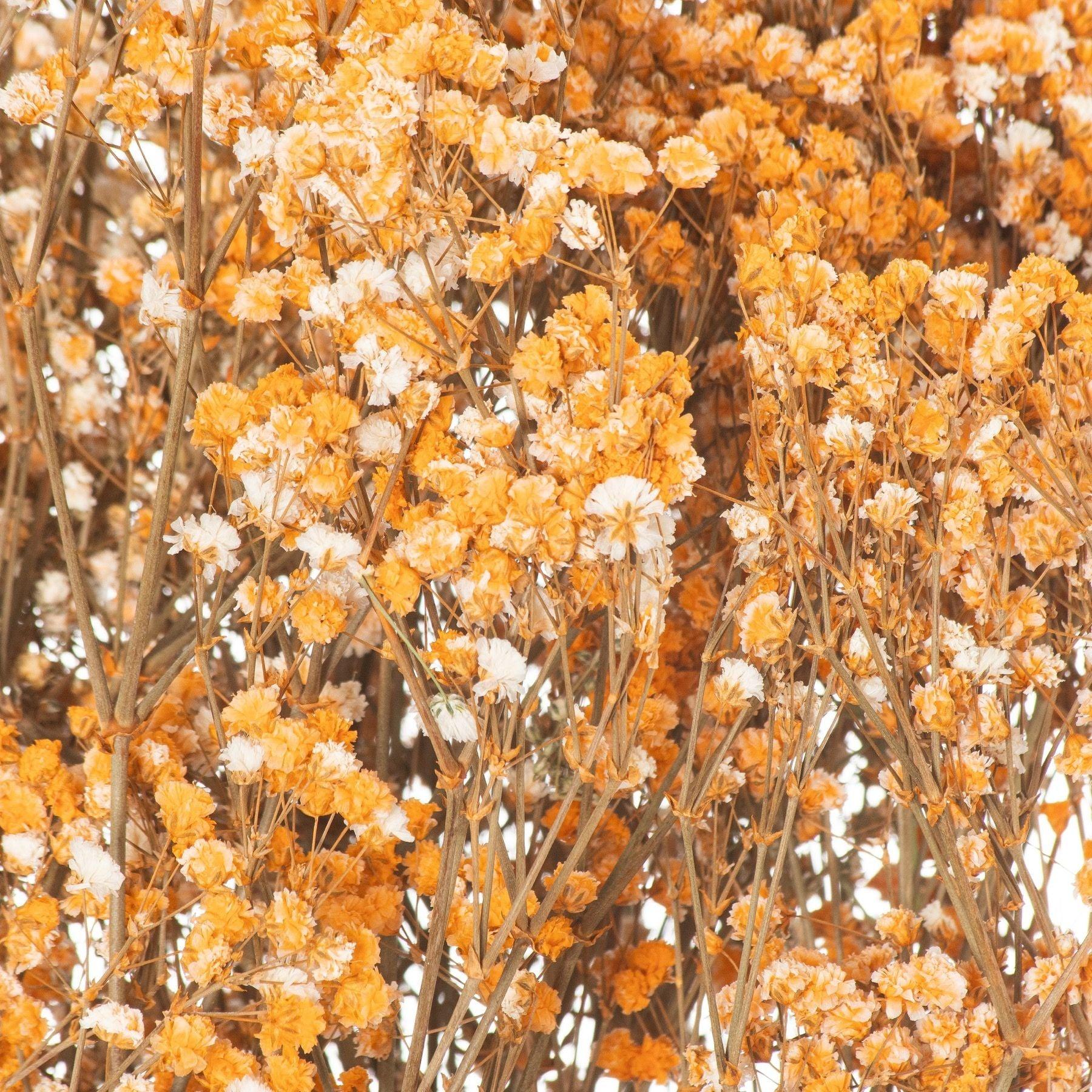 Dried Orange Babys Breath Bunch-Artificial Flowers