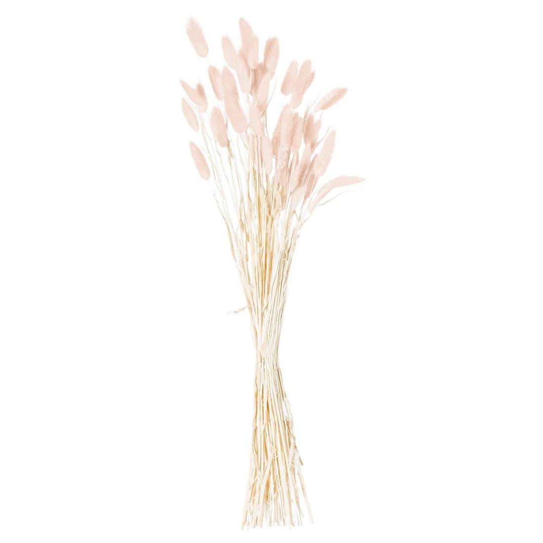 Dried Pale Pink Bunny Tail Bunch Of 40 - £32.95 - Artificial Flowers 