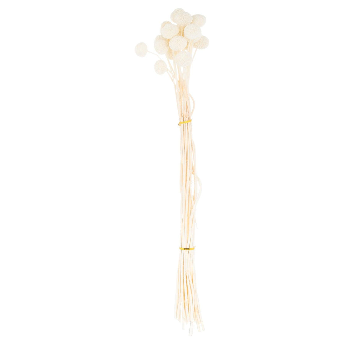 Dried White Billy Ball Bunch Of 20 - £32.95 - Artificial Flowers 