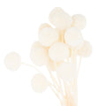 Dried White Billy Ball Bunch Of 20 - £32.95 - Artificial Flowers 