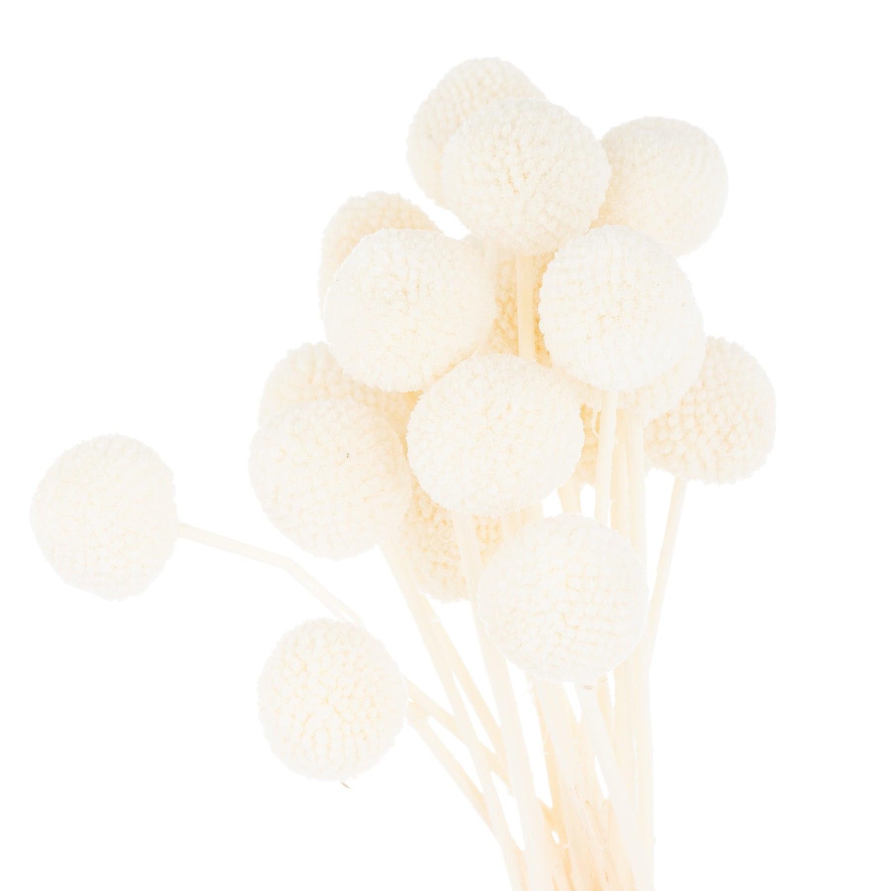 Dried White Billy Ball Bunch Of 20 - £32.95 - Artificial Flowers 