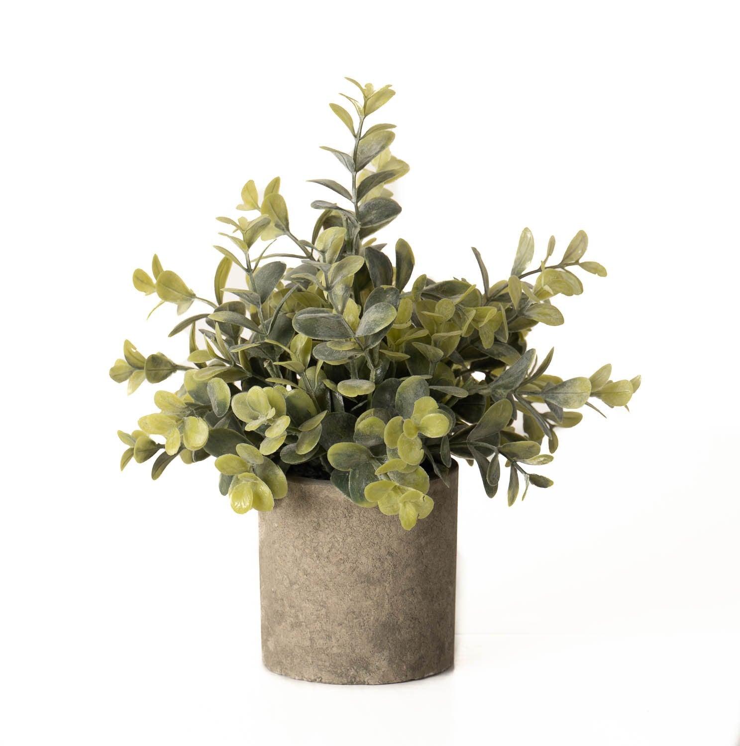 Eucalyptus Plant In Stone Effect Pot - £22.95 - Gifts & Accessories > All Artificial Potted Plants > Ornaments 