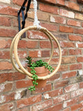 Faux Succulent In Bamboo Hanger-