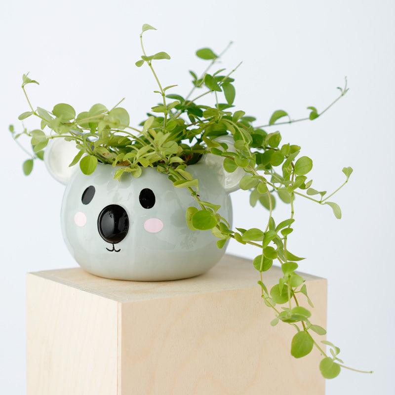 Koala Head Shaped Ceramic Garden Planter/Plant Pot - £11.99 - 