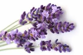 Lavender Essential Oil Soap Loaf - 2kg - £45.0 - 