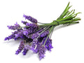 Lavender & Rosemary - Argan Solid Shampoo Loaf-