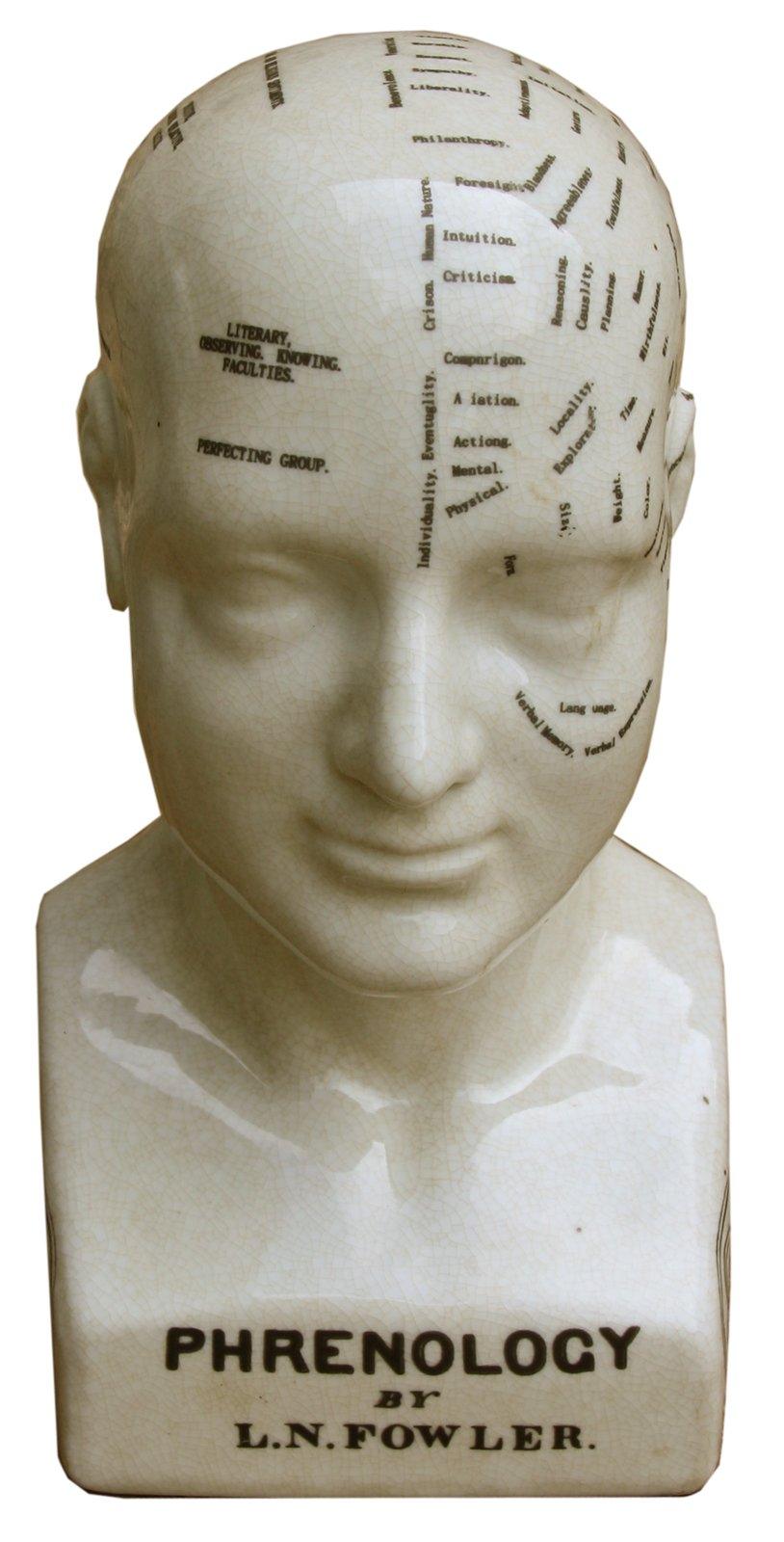 Medium Ceramic Phrenology Head, 25cm-