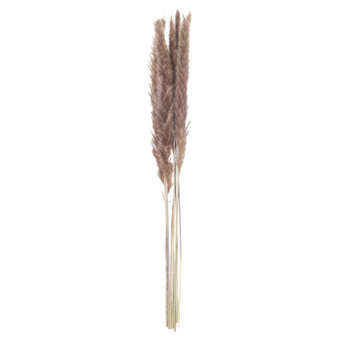 Mini Natural Pampas Grass Bunch of 15 - £23.95 - Artificial Flowers 