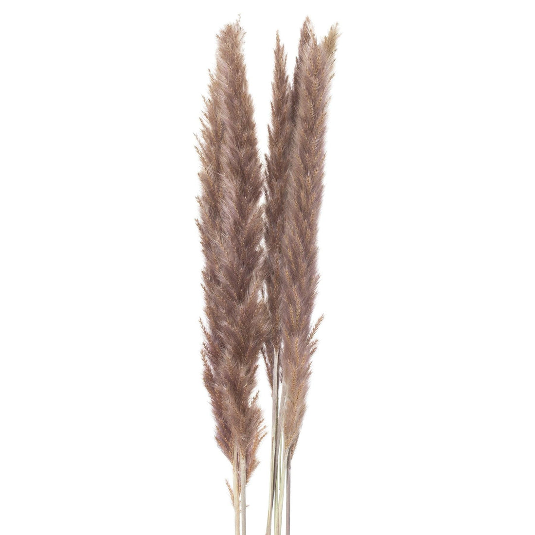 Mini Natural Pampas Grass Bunch of 15 - £23.95 - Artificial Flowers 