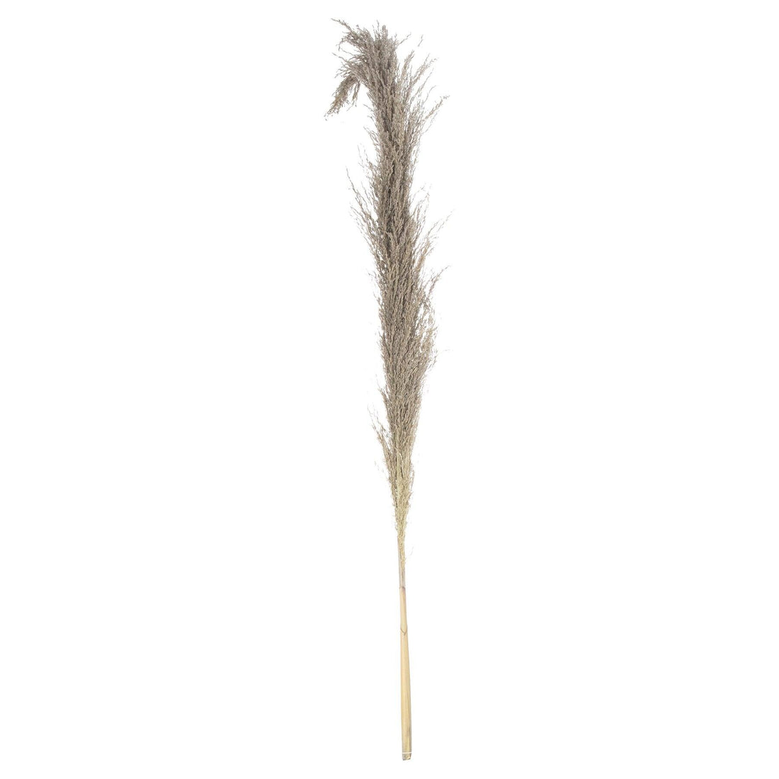 Natural Pampas Grass Stem - £24.95 - Artificial Flowers 