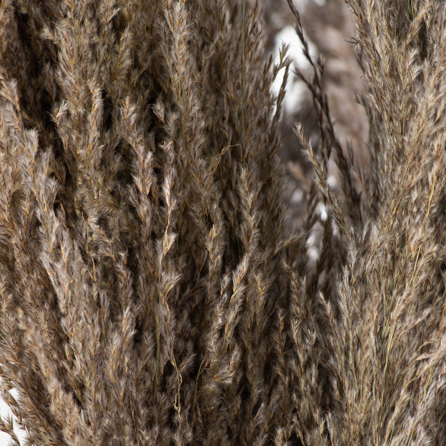 Natural Pampas Grass Stem-Artificial Flowers