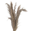 Natural Pampas Grass Stem - £24.95 - Artificial Flowers 