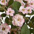 Pink Wild Meadow Rose-Artificial Flowers