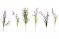 Purple Wild Flower Stem-