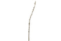 Pussy Willow Stem-