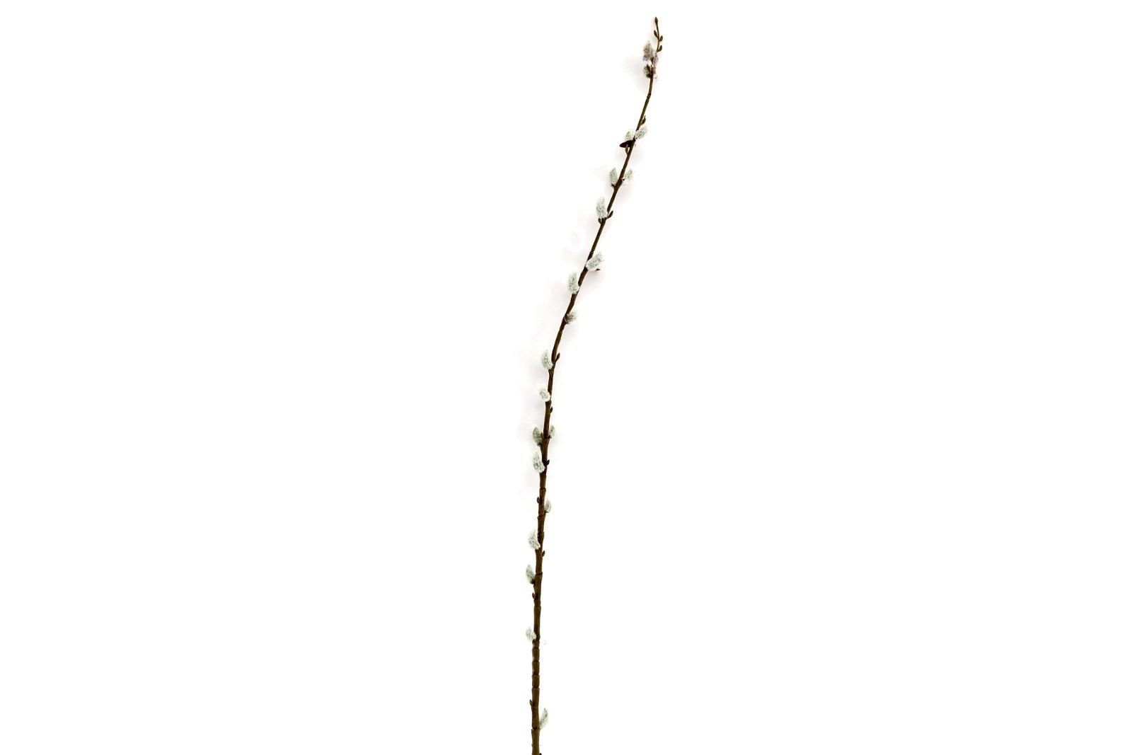 Pussy Willow Stem-