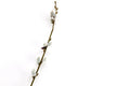 Pussy Willow Stem - £10.99 - 