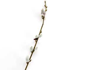 Pussy Willow Stem - £10.99 - 