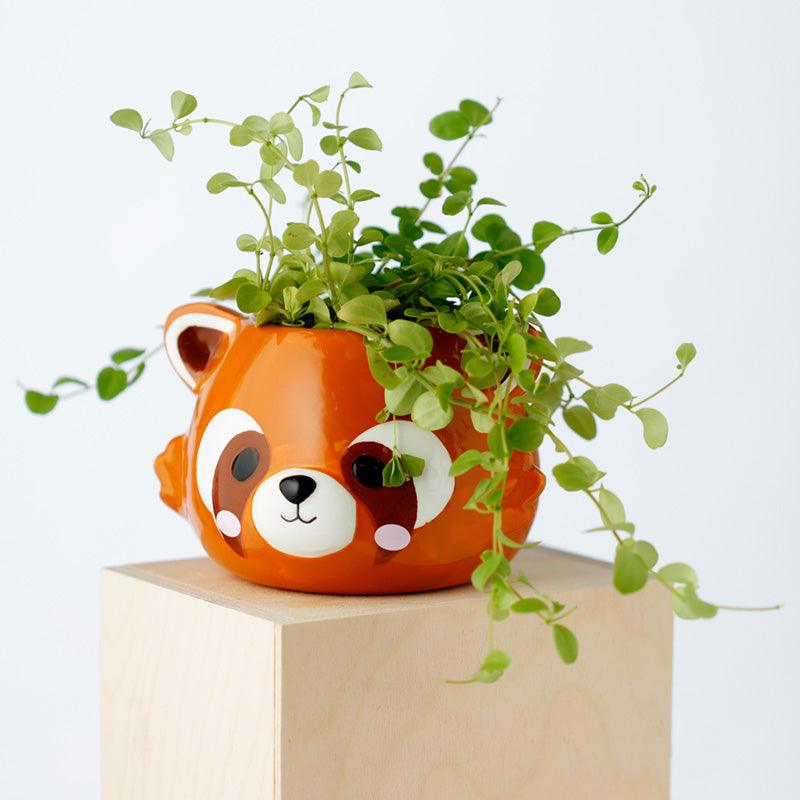 Red Panda Head Shaped Ceramic Garden Planter/Plant Pot - £11.99 - 