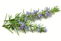 Rosemary Essential Oil Soap Loaf - 2kg-