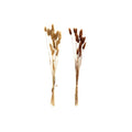 Set of Two Natural Dried Lagarus Bouquets in Cream & Brown-