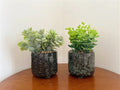 Set Of Two Succulent In Glazed Pots-